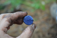 Lactarius indigo