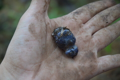 Lactarius indigo