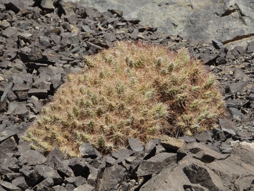 Maihueniopsis colorea