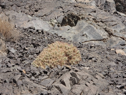 Maihueniopsis colorea
