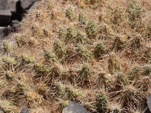 Maihueniopsis colorea