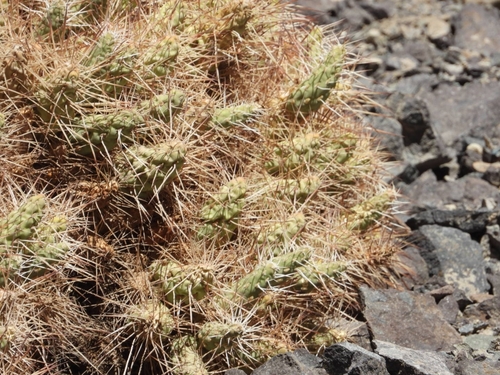 Maihueniopsis colorea