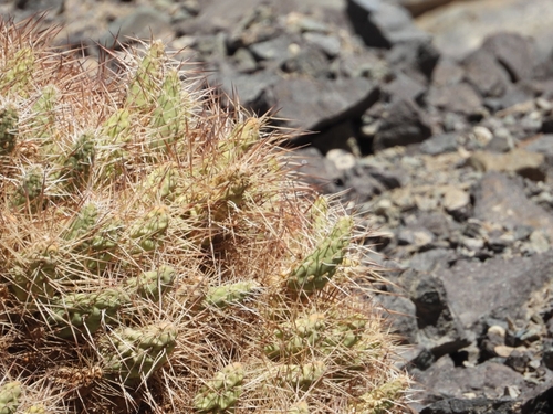 Maihueniopsis colorea