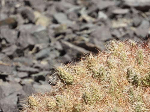 Maihueniopsis colorea
