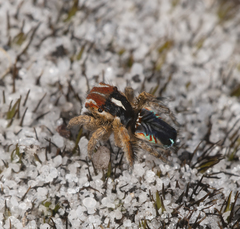 Maratus linnaei