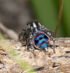 Maratus speciosus
