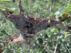 Malacosoma californica