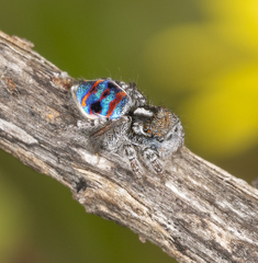 Maratus speciosus