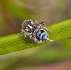 Maratus speciosus