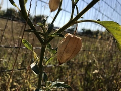 Physalis longifolia