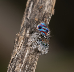 Maratus speciosus