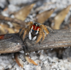 Maratus linnaei