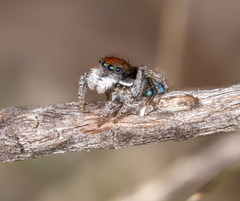 Maratus hortorum