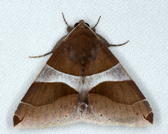 Dysgonia constricta