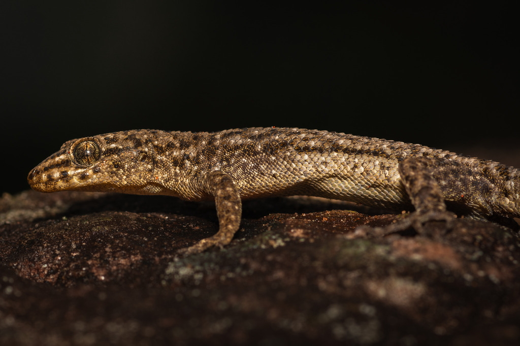 Broad-headed Geckos