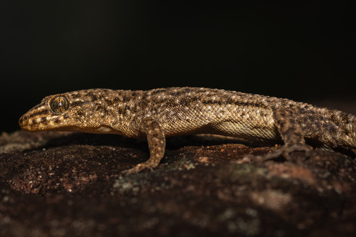 Homonota xiru