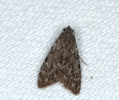 Nola pleurosema