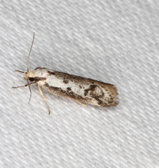 Palimmeces variegata