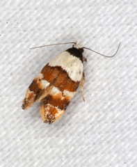 Euphiltra eroticella