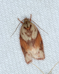 Euchaetis crypsichroa