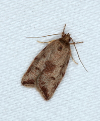 Syringoseca mimica