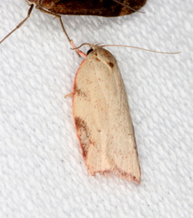 Euchaetis inceptella