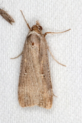 Tathorhynchus fallax