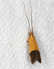 Crocanthes micradelpha