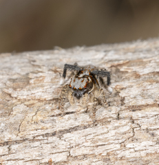 Maratus suae