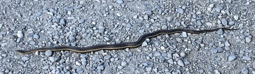Giant Garter Snake