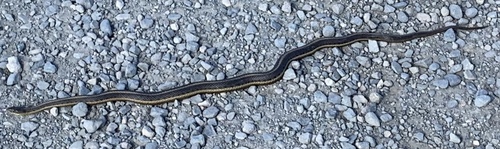 Giant Garter Snake