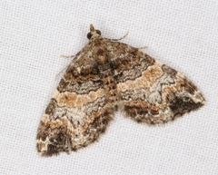 Chrysolarentia phaedra