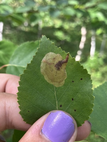 Early Birch Leaf Edgeminer photo 5