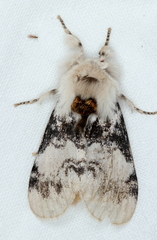 Iropoca rotundata