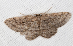 Zermizinga sinuata