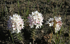 Gnidia ornata