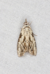 Nola pleurochorda