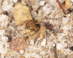 Maratus unicup