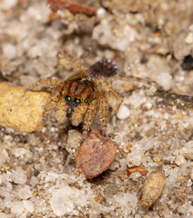 Maratus unicup