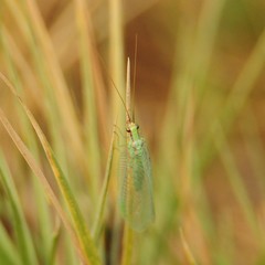 Chrysopa coloradensis