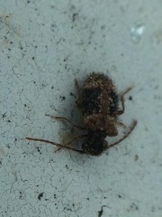 Ptinus texanus