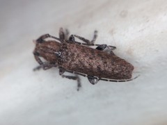 Ataxia crypta