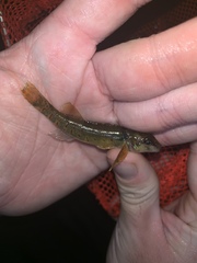 Etheostoma variatum