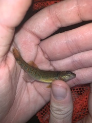 Etheostoma variatum