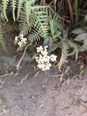 Persicaria chinensis