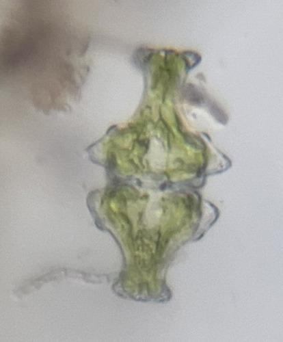 Euastrum insigne var. lobulatum