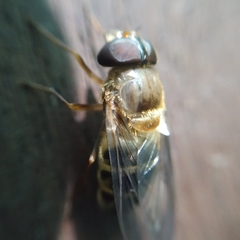 Volucella