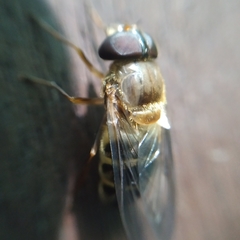 Volucella