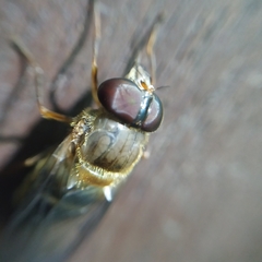 Volucella