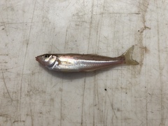Sillago flindersi